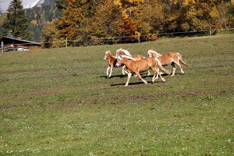 Bio-bauernhof Einberghof Appartamento *