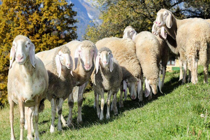 Appartamento Bio-bauernhof Einberghof *