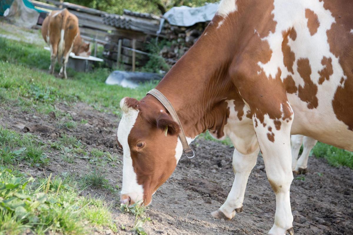 Bio-bauernhof Einberghof Appartamento Pfarrwerfen