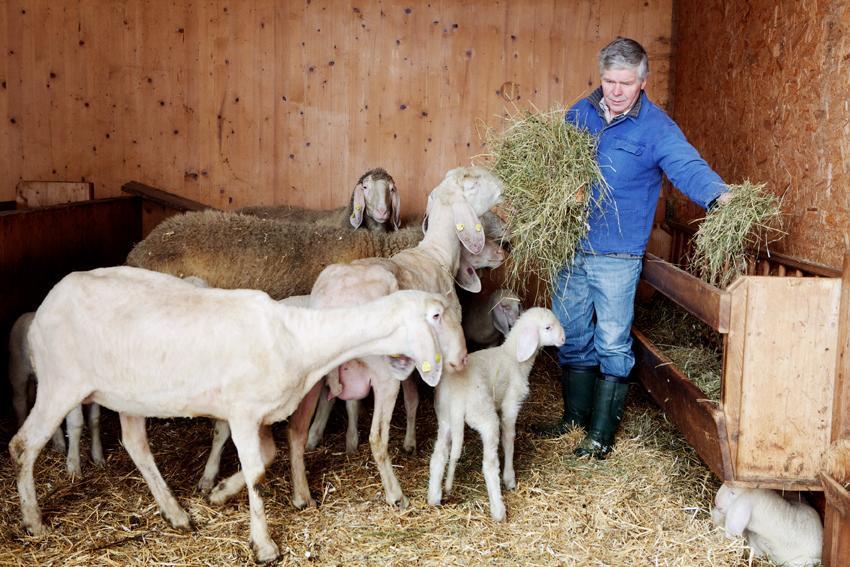 Bio-bauernhof Einberghof Pfarrwerfen